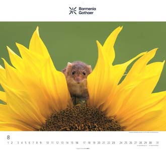 Größeres Bild anzeigen